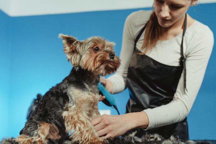 Pet groomer trimming a dogs fur with clippers