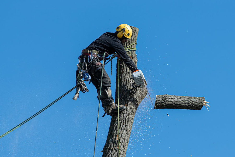 A tree trimmer removing a large branch with a chainsaw